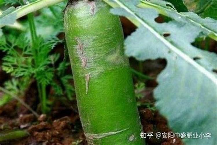 种萝卜用什么肥料做底肥