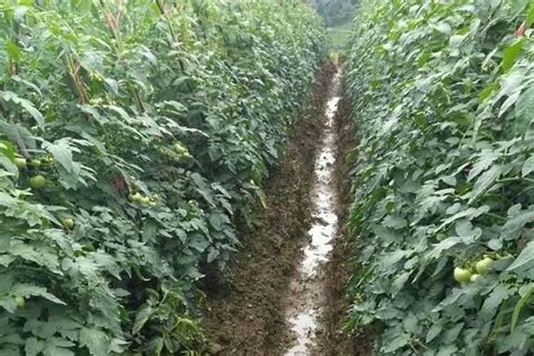 番茄叶子卷曲原因与处理方法