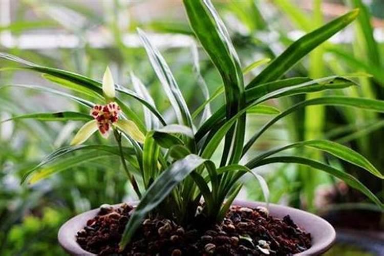 重瓣蜀葵花的养殖方法