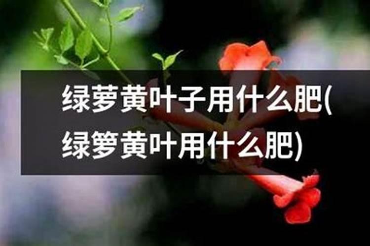 给花浇点神仙水,3天黄叶变绿叶,根壮好过冬!