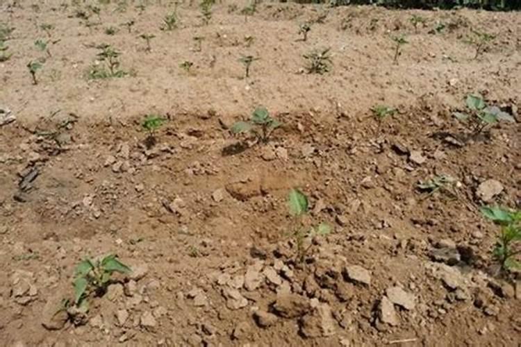 玖富万卡是不是诈骗或许是高利贷啊？