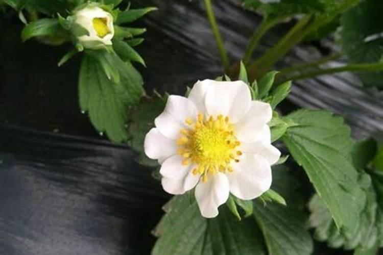 草莓苗期肥害该怎么解决 草莓怎么养殖
