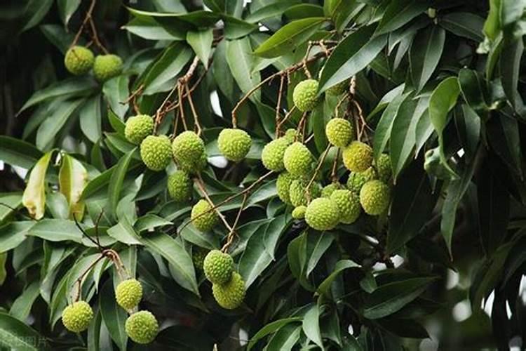 七种苗木常见根部病害(内附防治方法)