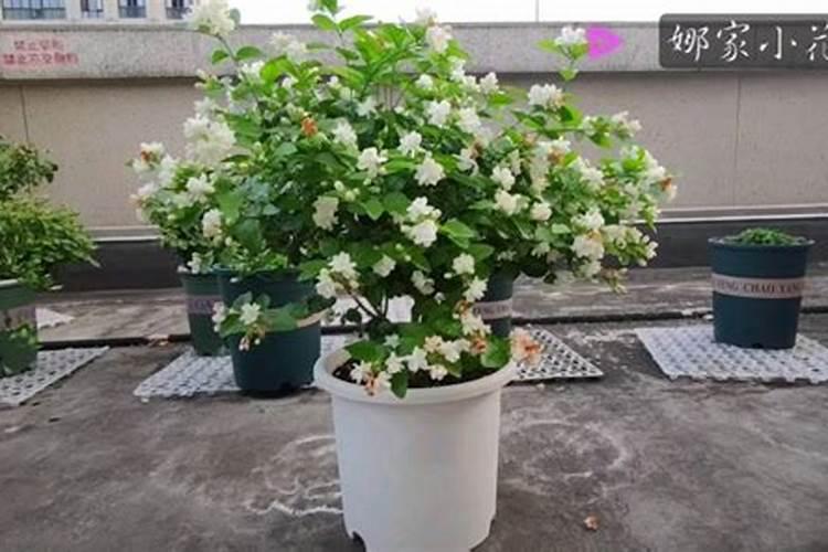 茉莉花修剪后如何正确使用催花肥