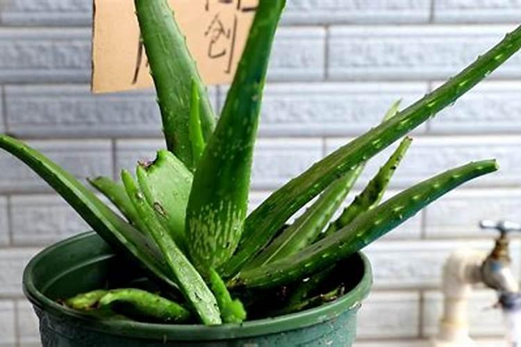 芦荟叶子干软(芦荟叶子干枯)