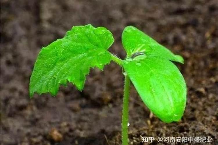 黄瓜需肥有什么规律？