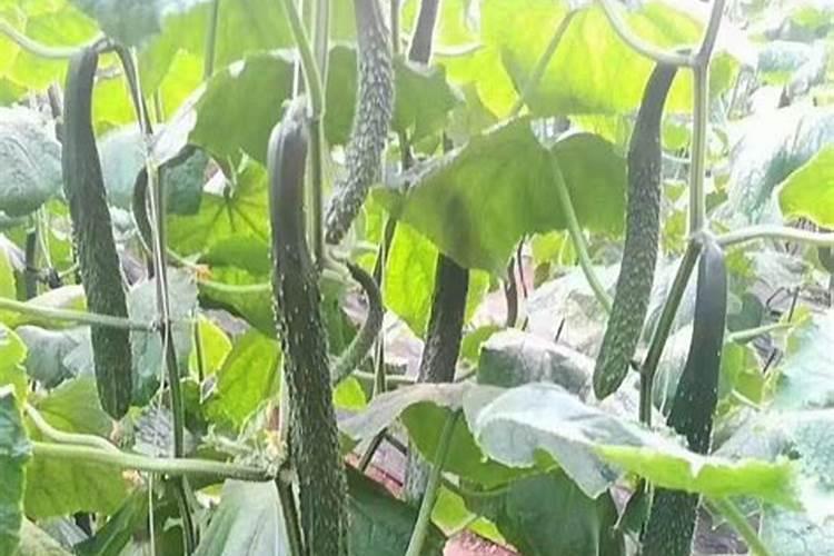 黄瓜对肥料有哪些需求？