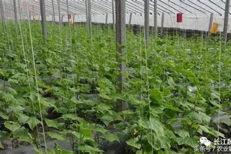 25℃下硅酸在水中的溶解度是多少？