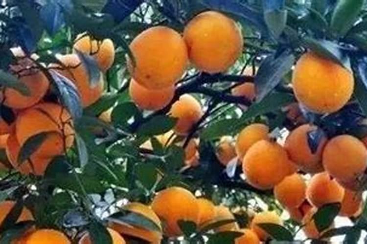 葡萄为什么要施硅肥？施硅肥都有哪些好处？