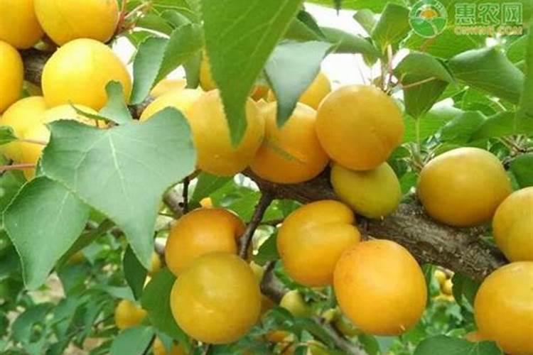 让杏子变甜的方法