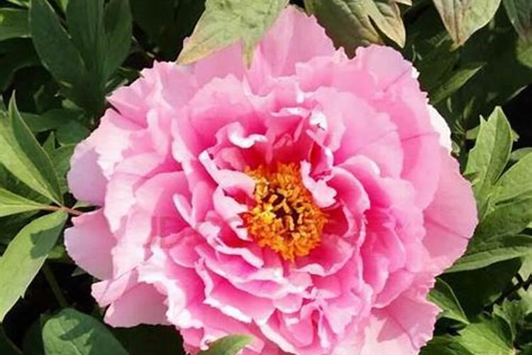 牡丹花夏季怎么施肥