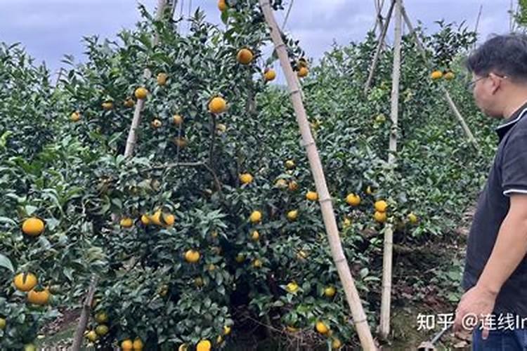 种植沃柑施肥时间和方法