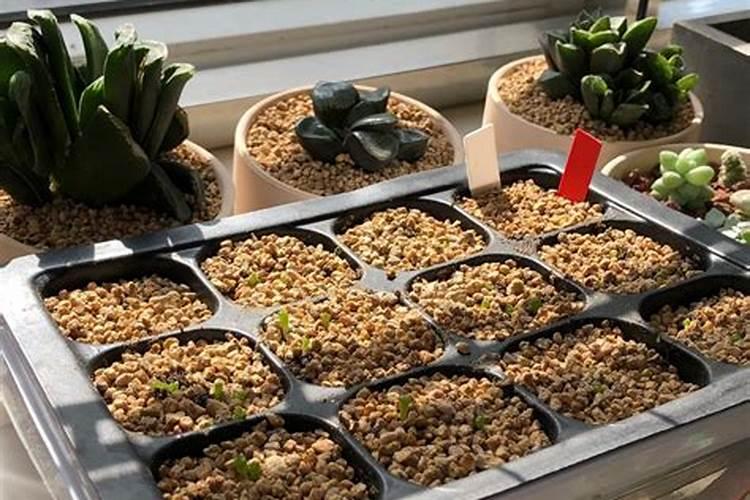 多肉用什么肥料最好