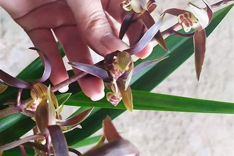 墨兰用什么肥料最好