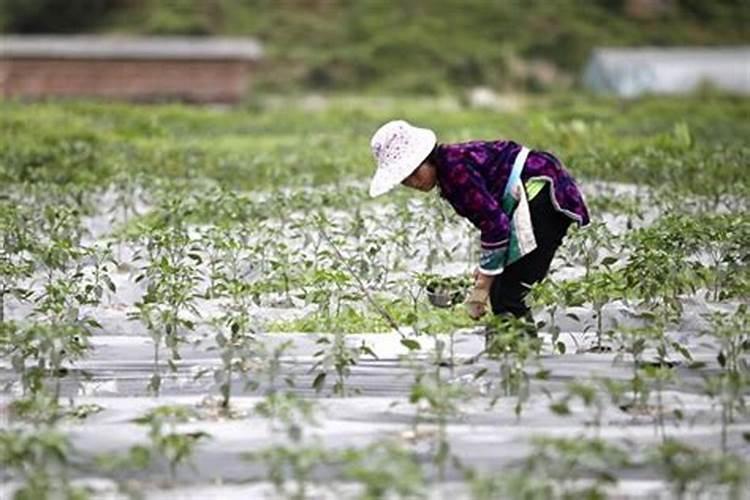 碧根果产地在哪里？