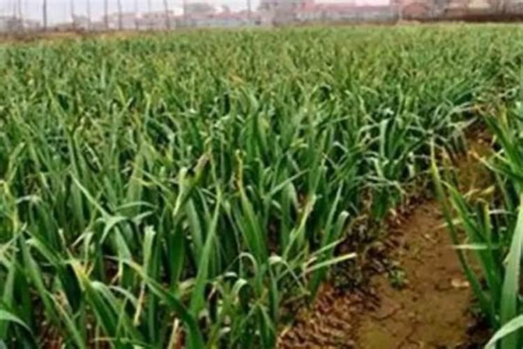 果树施肥最佳期是什么时候