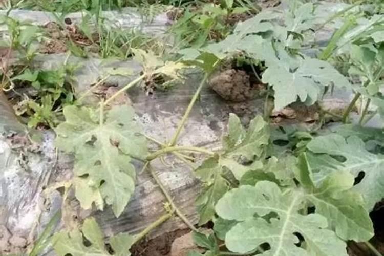 西瓜苗移栽后的管理方法是什么
