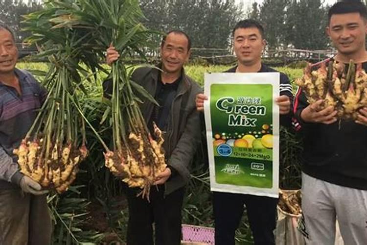 大姜使用的肥料有哪些？应该如何科学给大姜施肥？