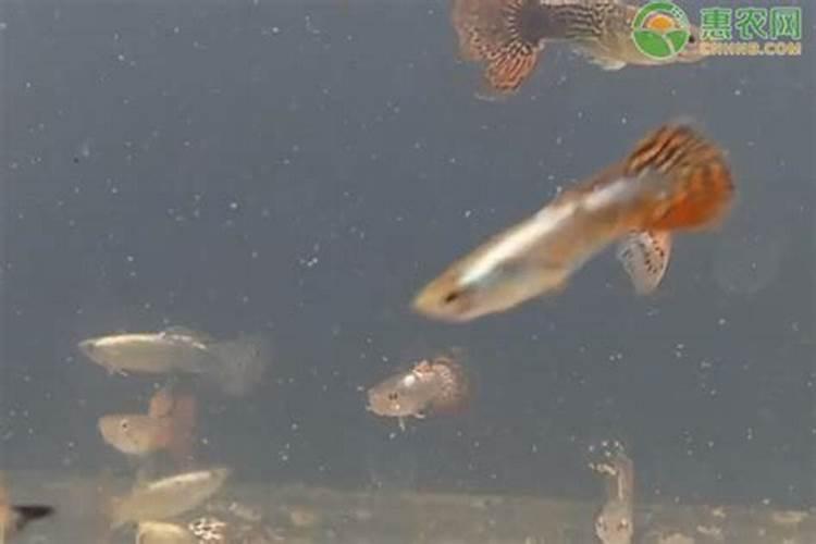 鱼粪便怎么处理