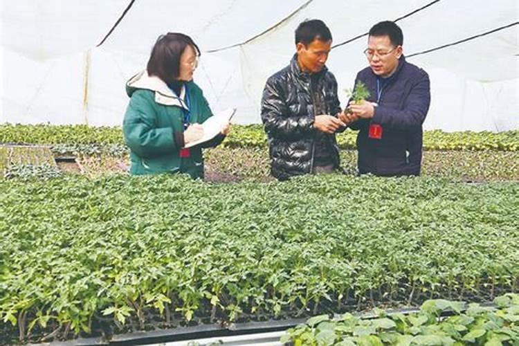 谷子什么时候开花授粉