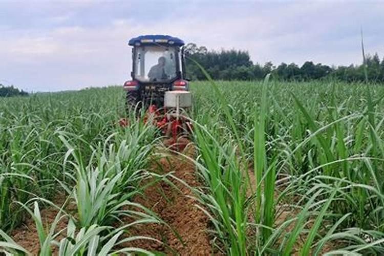 水稻追肥什么时间最合适