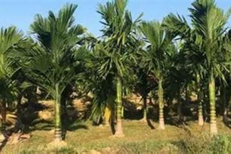 小西柿定植后什么时候控旺？