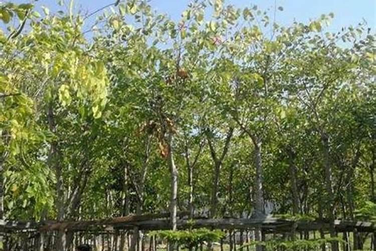 麒麟掌怎样生根快 麒麟掌如何生根快