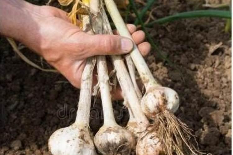 蒜苗长大后主要施什么肥