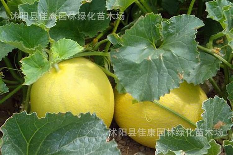 水培绿萝需要每天都往叶子上喷水吗