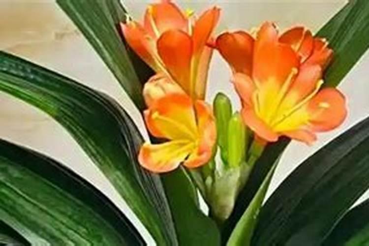 君子兰多久施一次肥最好