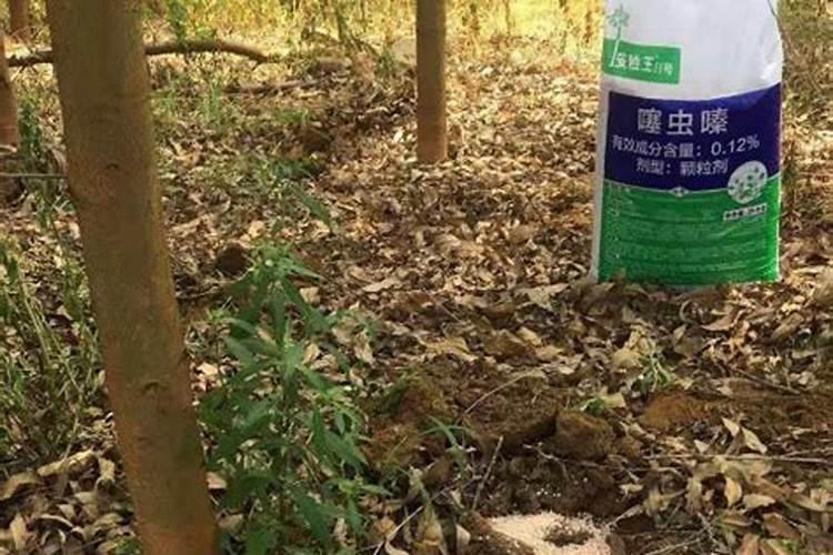 大樱桃打农药吗