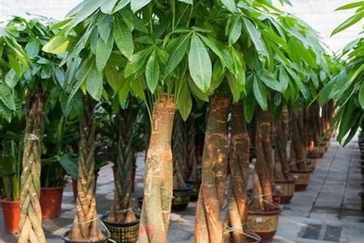 适合发财树的肥料有哪些