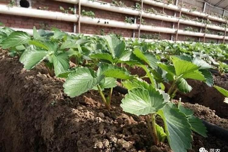 草莓苗修剪栽种注意什么