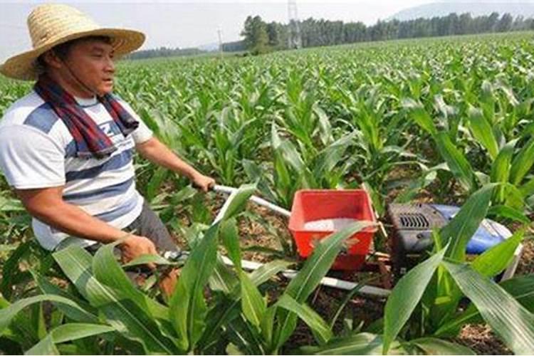 大白菜烂根烂心用什么杀茵剂最好