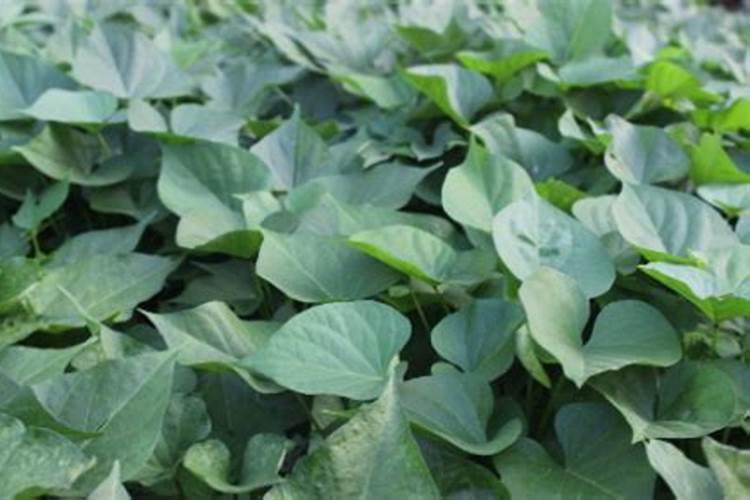 种番薯用什么肥料最好