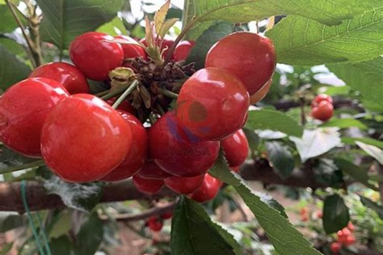 如何解除腐植酸喷施浓度过高的问题