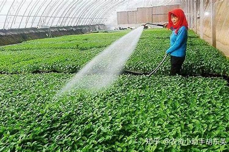 蔬菜叶面肥木醋液市场