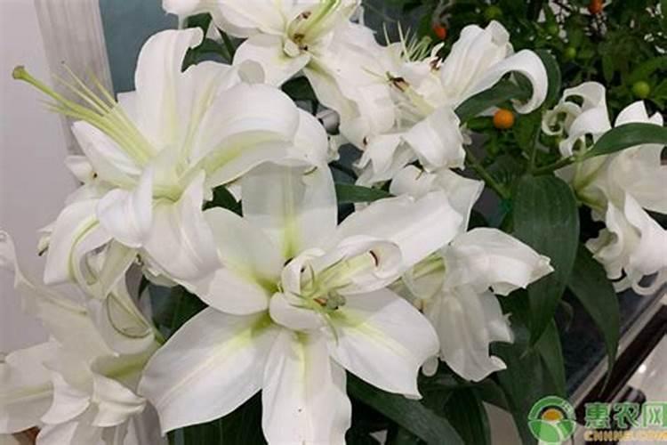 含微量元素多的食物有哪些