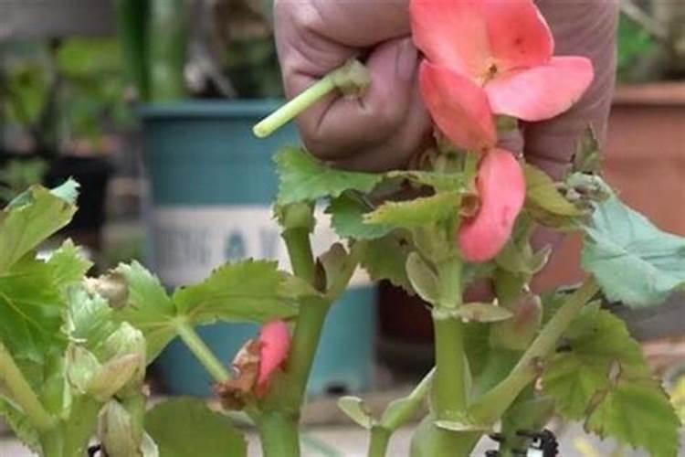 微乐钛康垫能量床有什么好