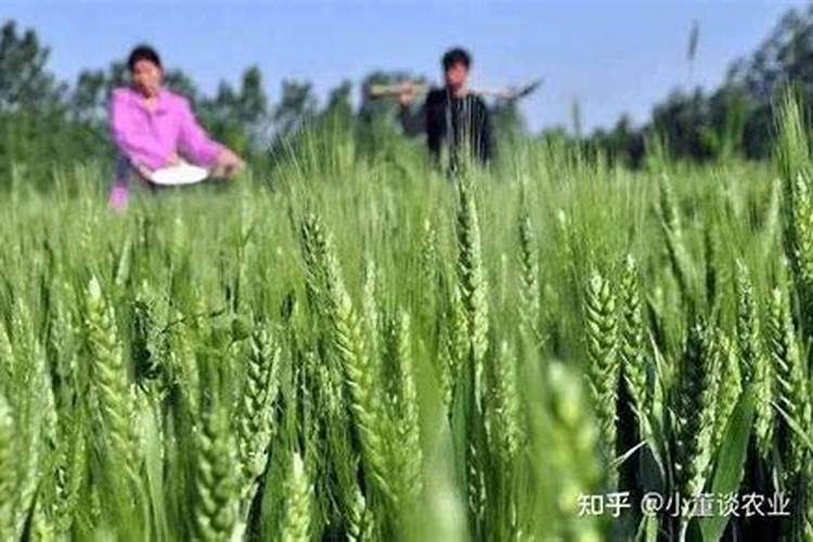 冬小麦播种晚了怎么办