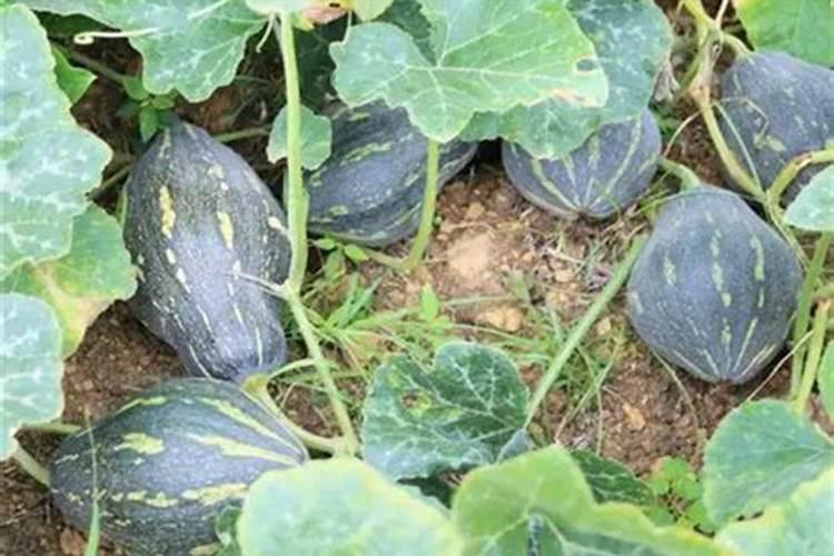 好氧菌,兼氧菌,厌氧菌的划分