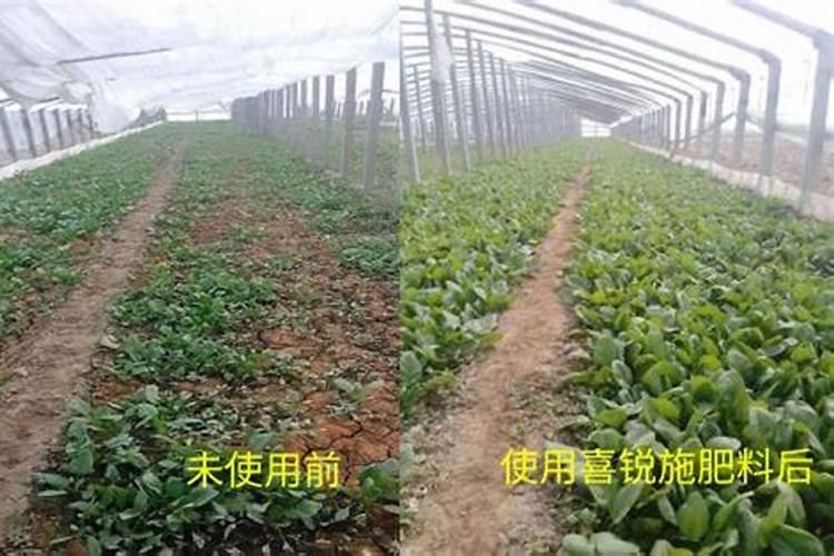 杂草可以做肥料吗