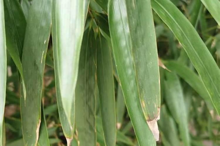 重庆地区称为肥头是什么长江鱼