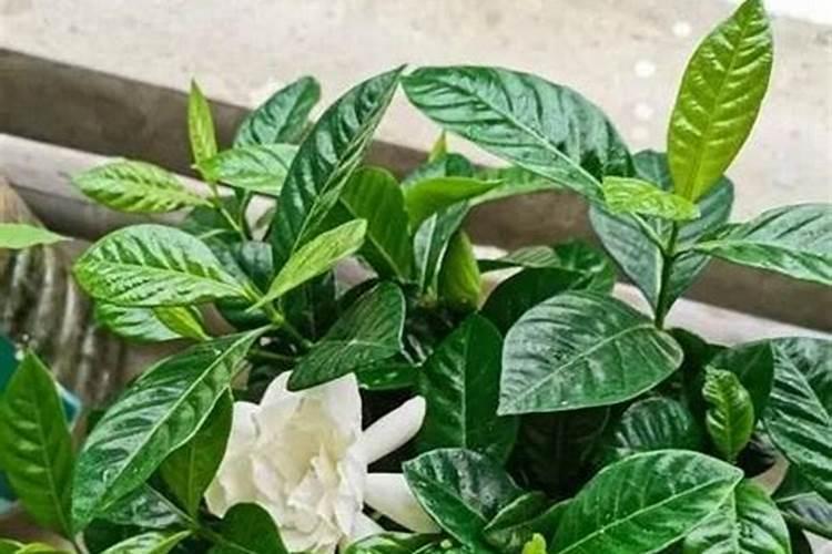 栀子花叶子发黄怎么办 主要受这些因素影响