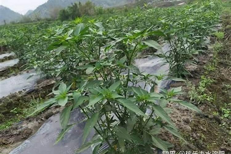 小麦拌种加金地傲有什么效果加多少