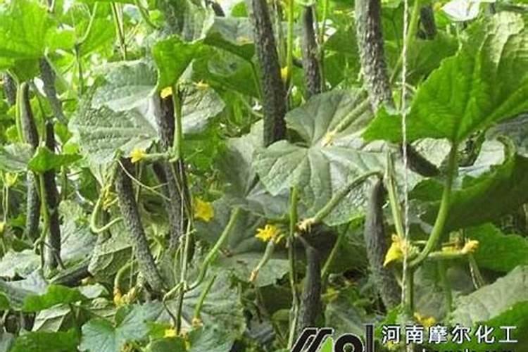 黄瓜用什么肥料产量高