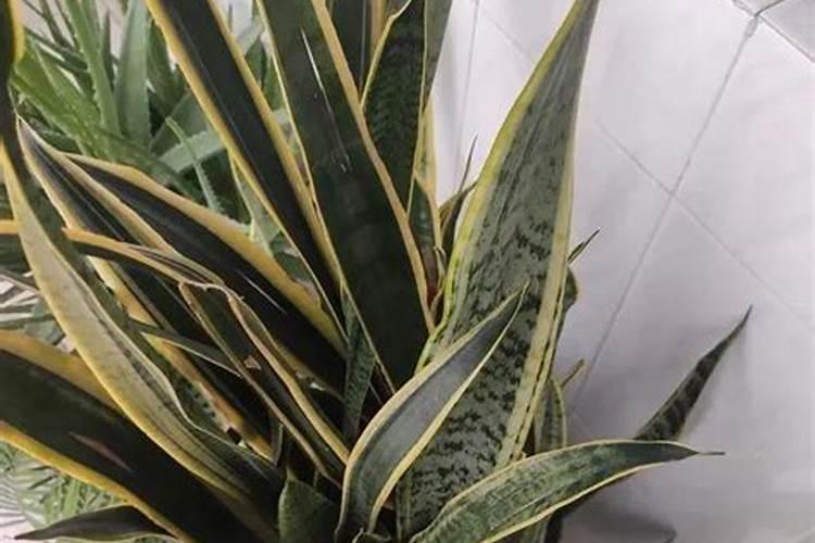 虎皮兰什么时候施肥