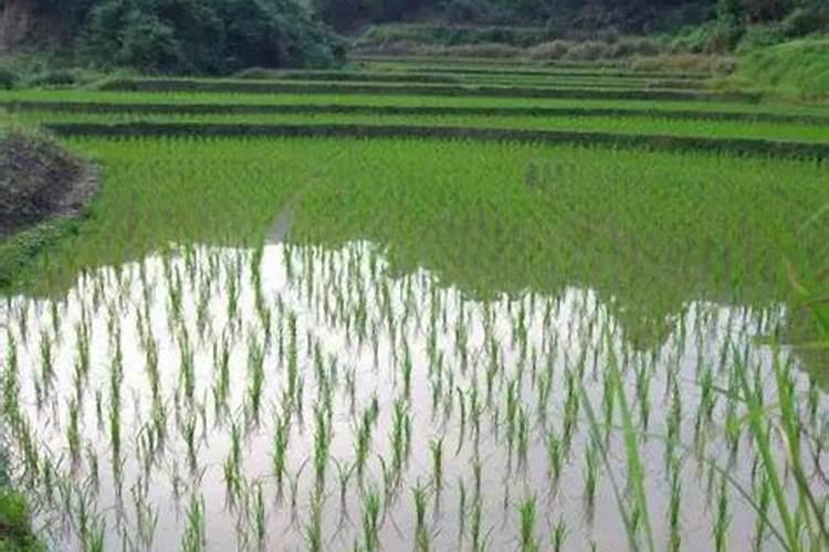 水稻防治第四遍是什么时间？