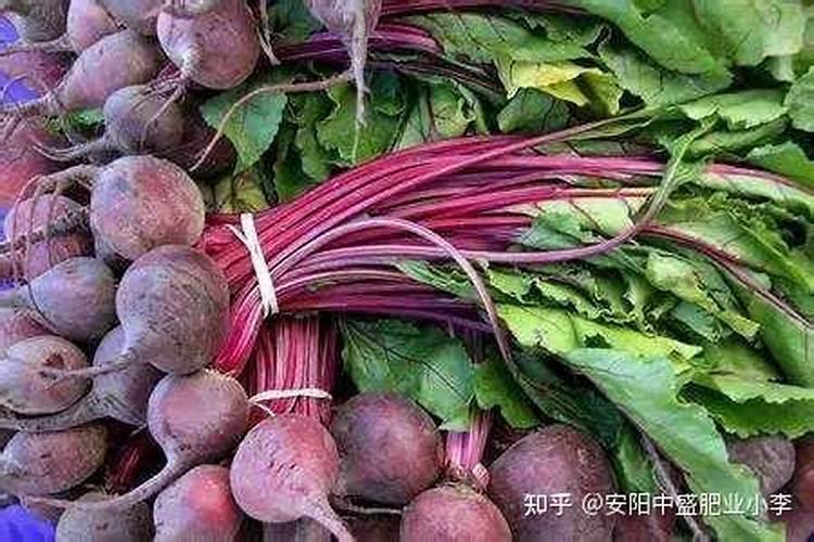 甜菜如何科学施肥