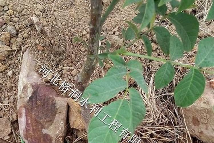 果树专用肥有什么推荐？